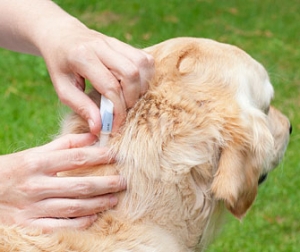 Applying tick medicine to dog