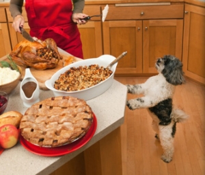 Dog-begging-for-holiday-food