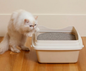 cat-at-litterbox