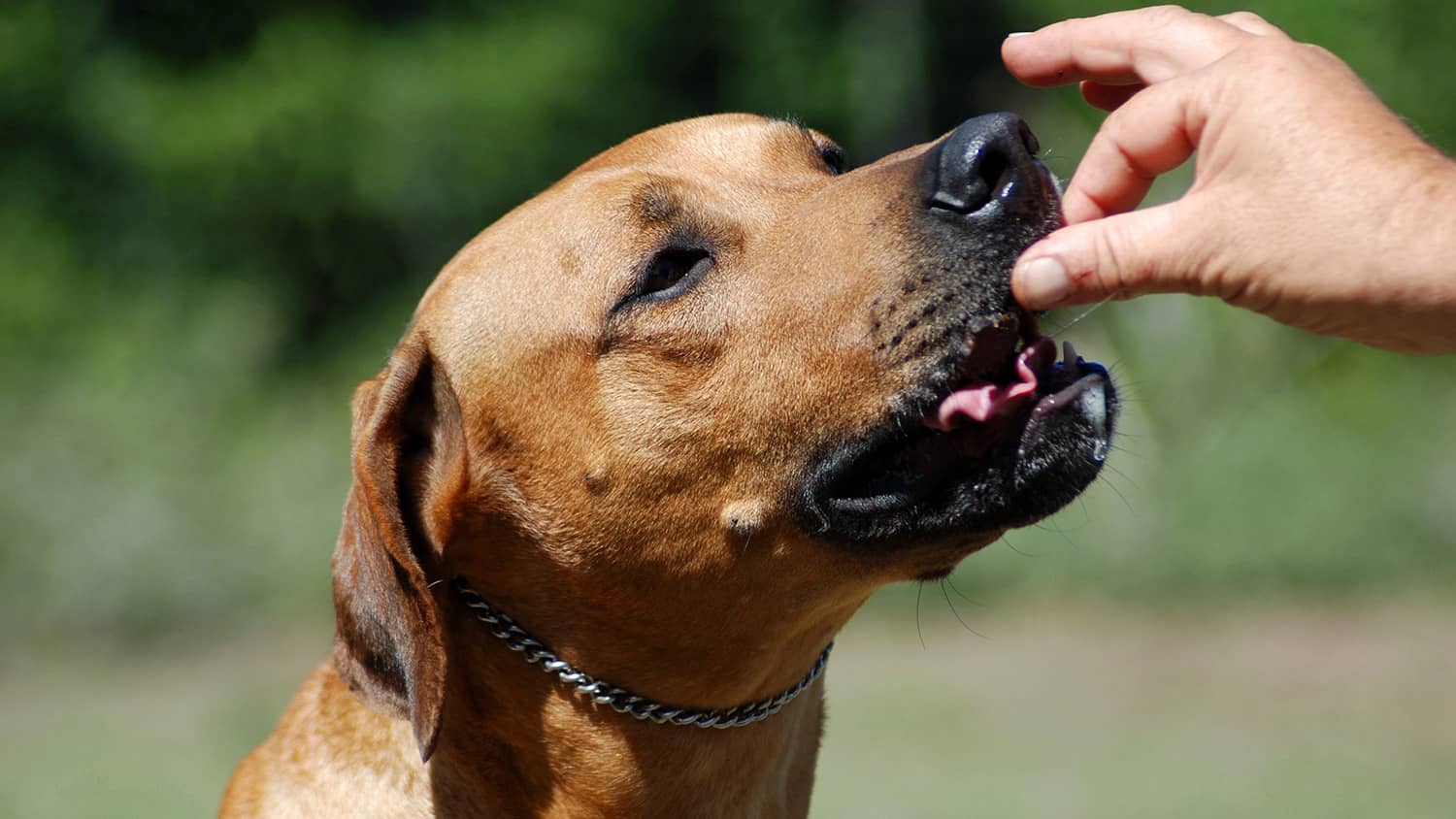 dog getting fed a treat for being a good boy!