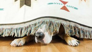 dog hiding under a bed with his nose poking out from under the blanket