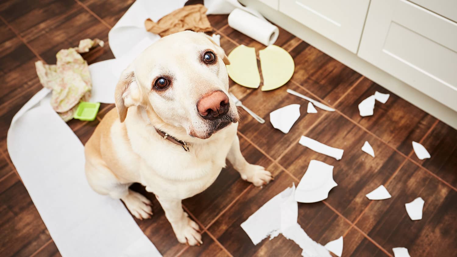 dog standing in the middle of the mess he made