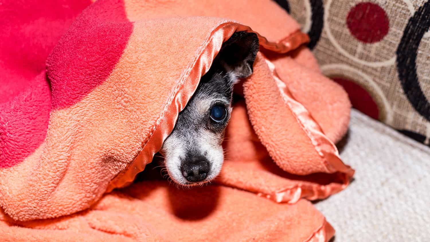 small dog hiding under the blanket