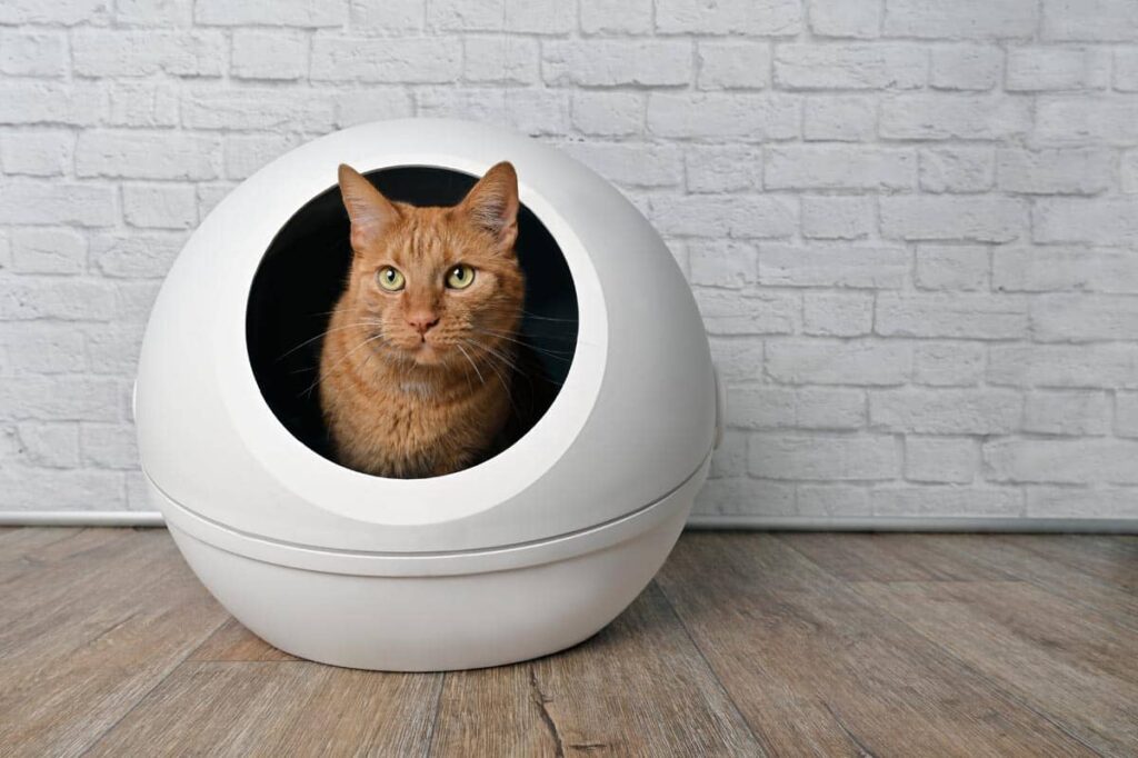 cat in egg bed