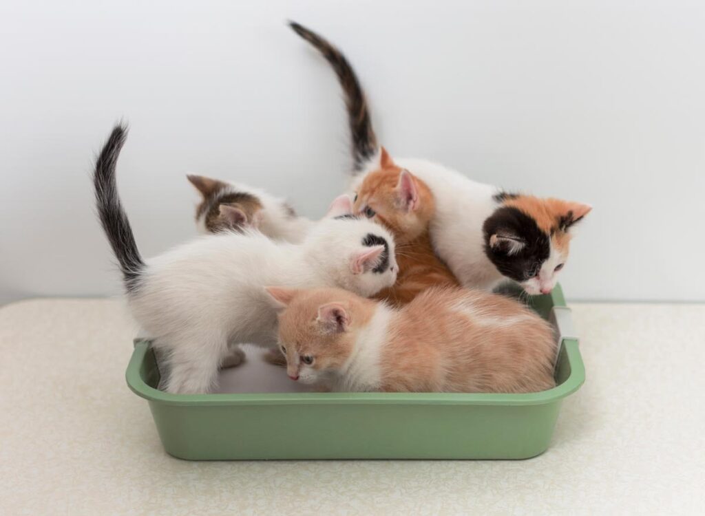 kittens in the litter box