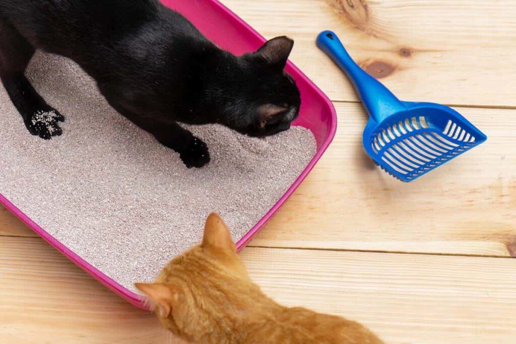 kittens in the litter box with a scoop next to them