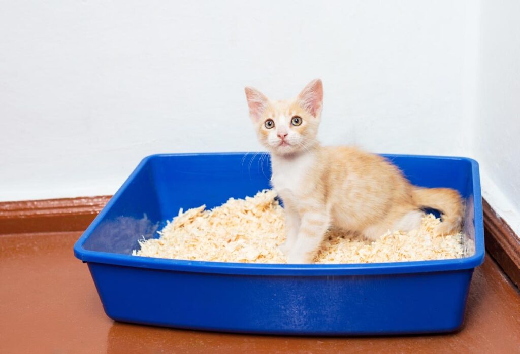 one cat in the litterbox